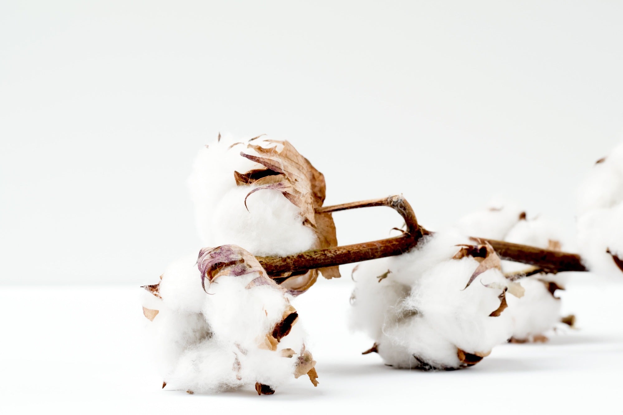 What is Down Cotton?