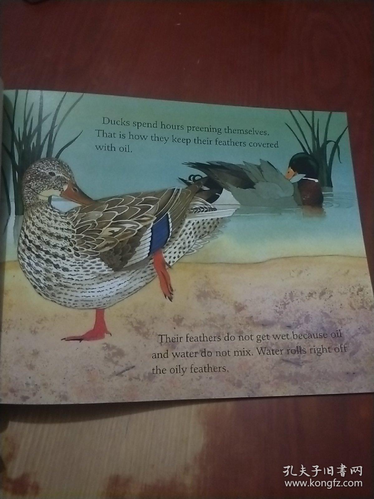 The price of duck down per tael