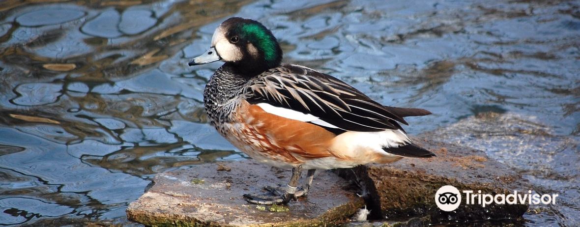The price of duck down per tael