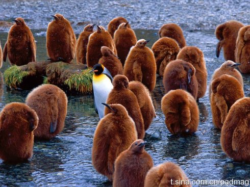 The Emperor Penguins Winter Coat: The Story of the Antarctic Goose Down Jacket