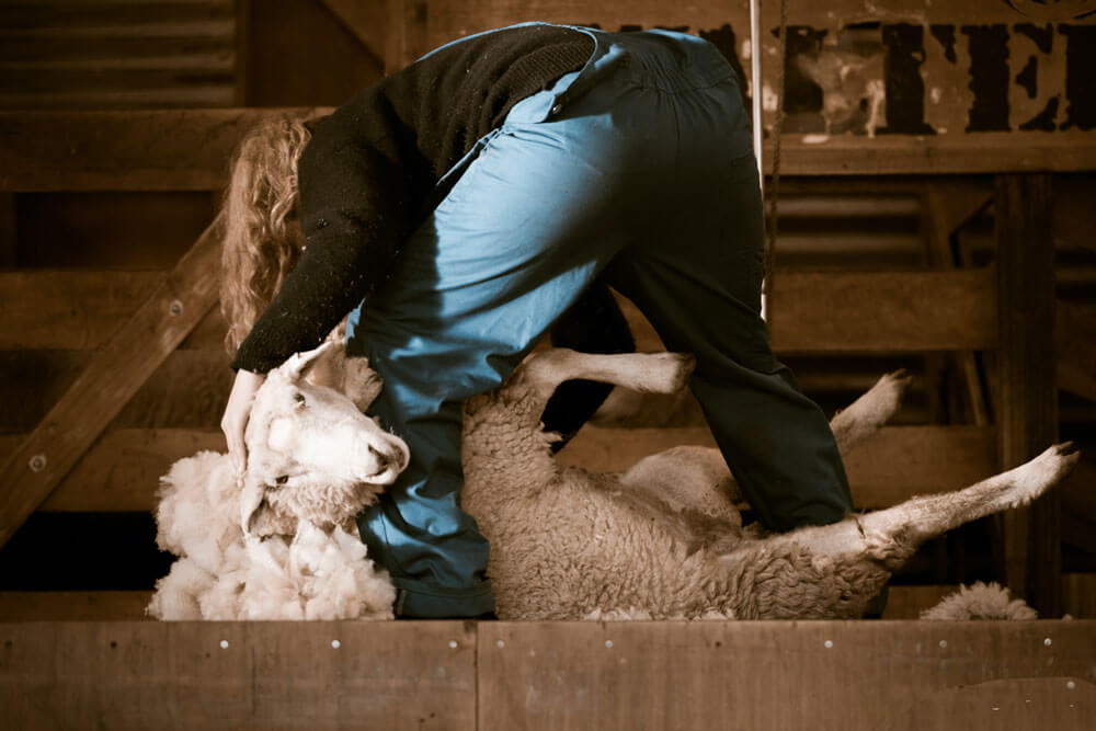The Merits of Sheepskin and Down Blankets