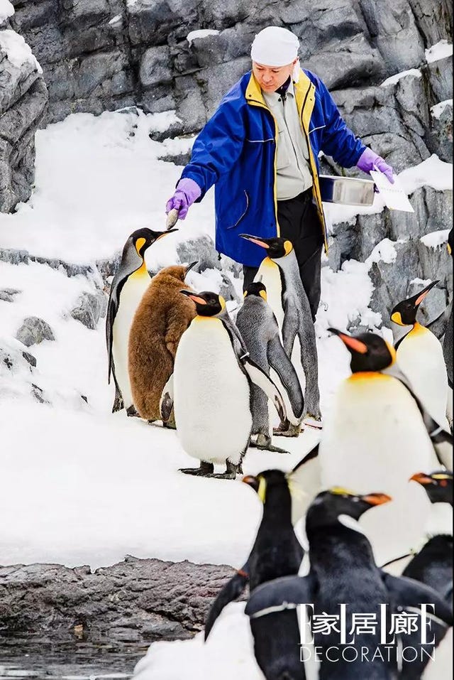 Title: Penguin-Inspired Jackets: The Ultimate Winter Fashion Statement