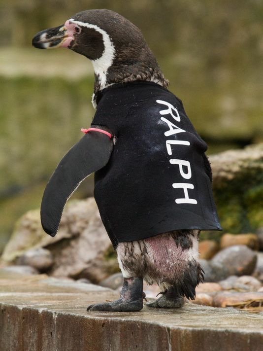 Title: Penguin-Inspired Jackets: The Ultimate Winter Fashion Statement