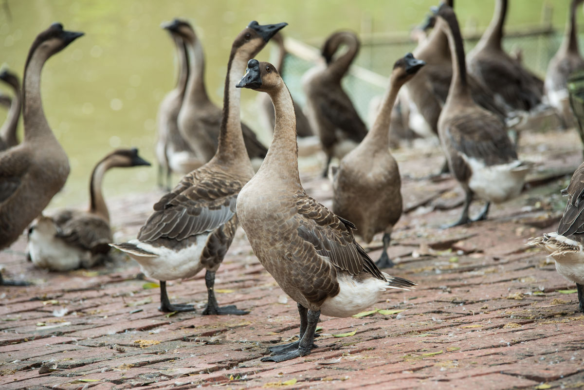 Goose or Duck: The Origin of the Name Dae Feather in Winter Coats