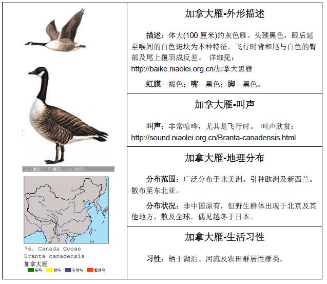 Title: Canadian Goose: The Origin and Growth of a Canadian Icon