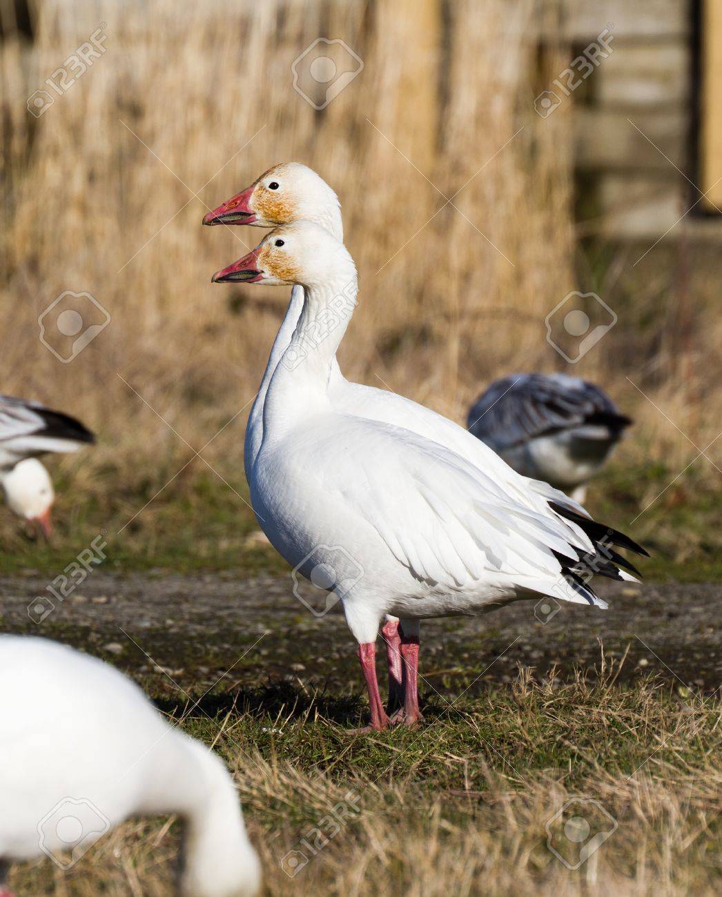 Title: The俄罗斯的Caspian White Goose: A Symbol of Quality and Warmth