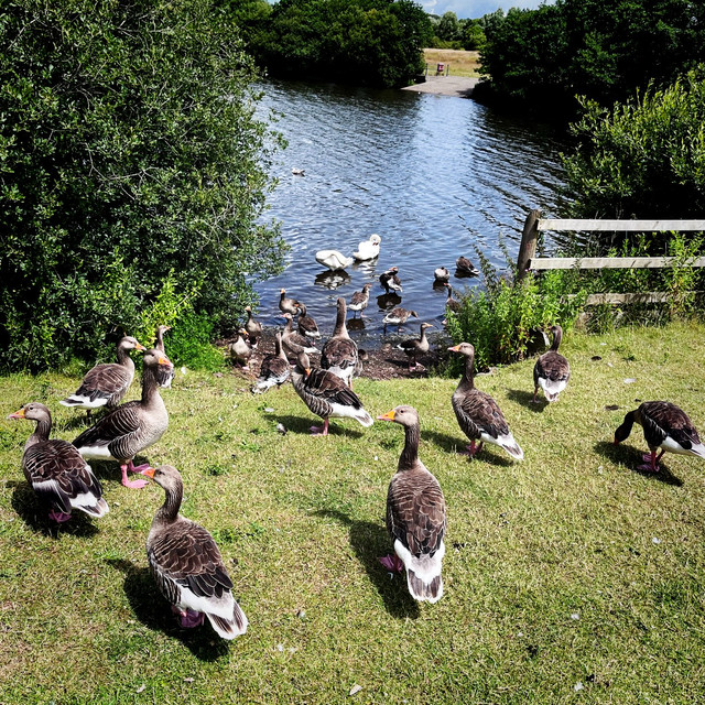 Australias Giant Goose: A Winters Best Friend