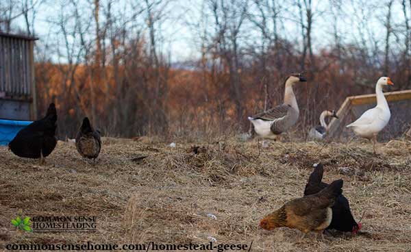 Australias Giant Goose: A Winters Best Friend