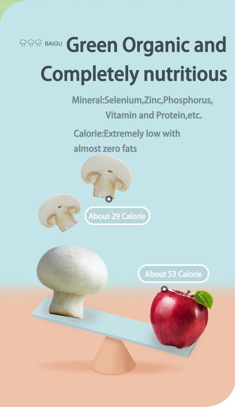 Title: Mushroom Elephant Womens Clothing: A Brand That Blends Nature and Fashion