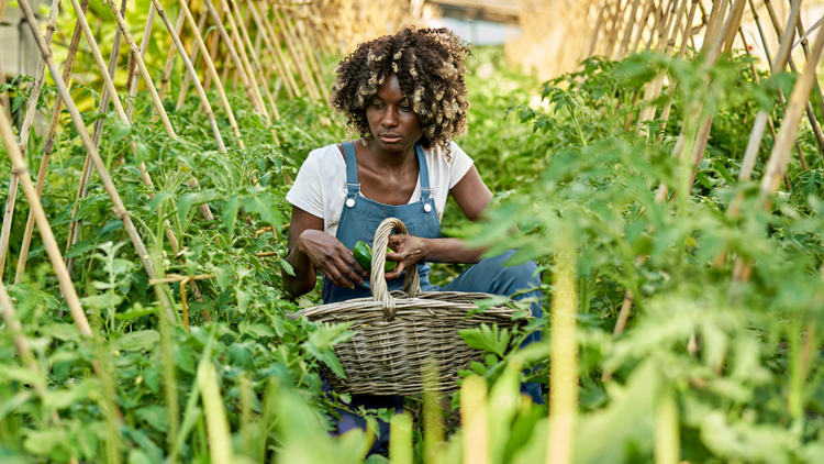 Title: Gender Bending in the Countryside: The Unconventional Way of Farming with Womens Clothing