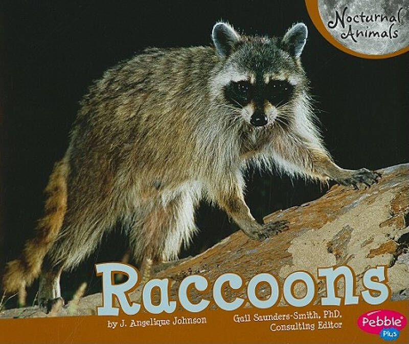 Title: The Unconventional Transformation of Raccoon King into a Lady in Womens Clothing