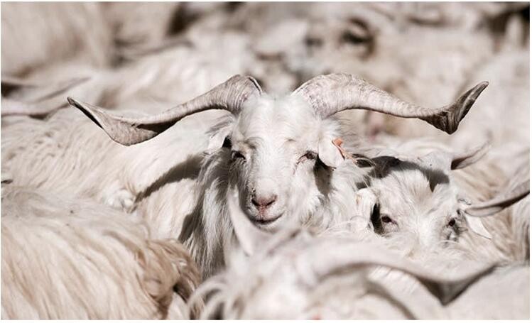 The Price of a Sheepskin Scarf: A Detailed Analysis