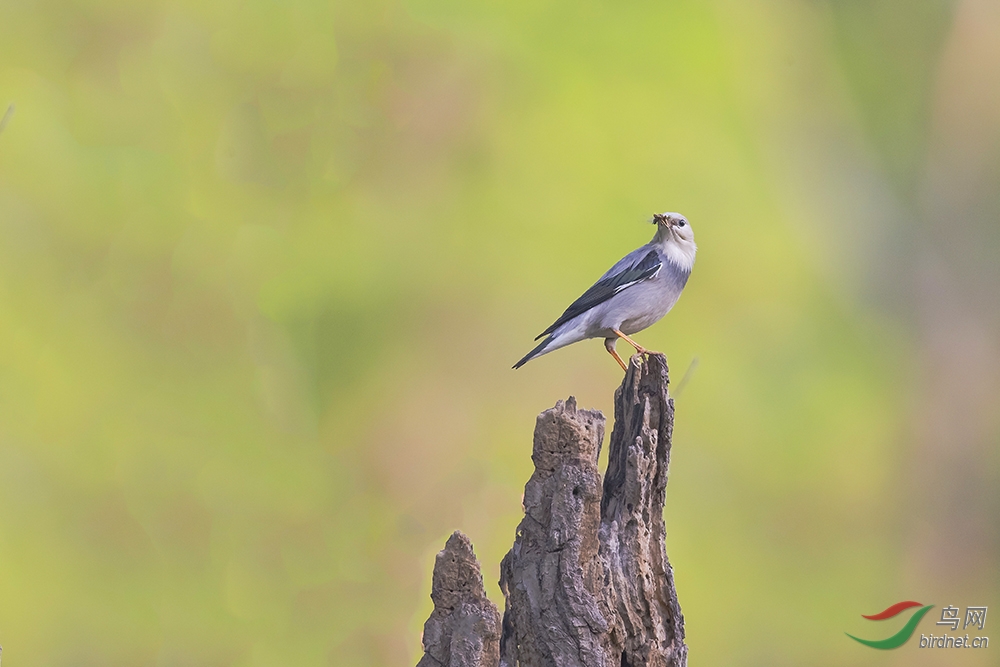 Red-billed Bird Towel: The Story of a Unique Bird
