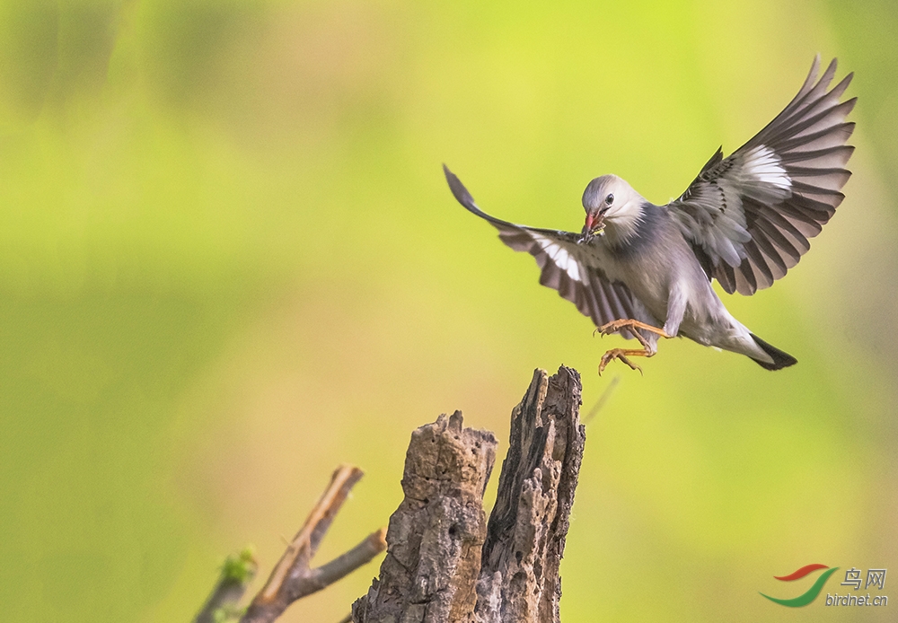 Red-billed Bird Towel: The Story of a Unique Bird