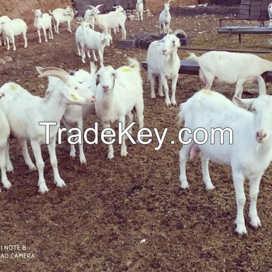 Title: The Difference between Sheep and Goat Cashmere
