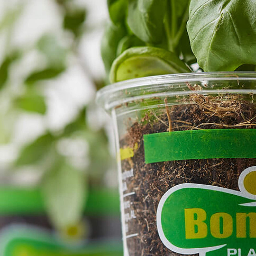 How to propagate Green Cashmere plant
