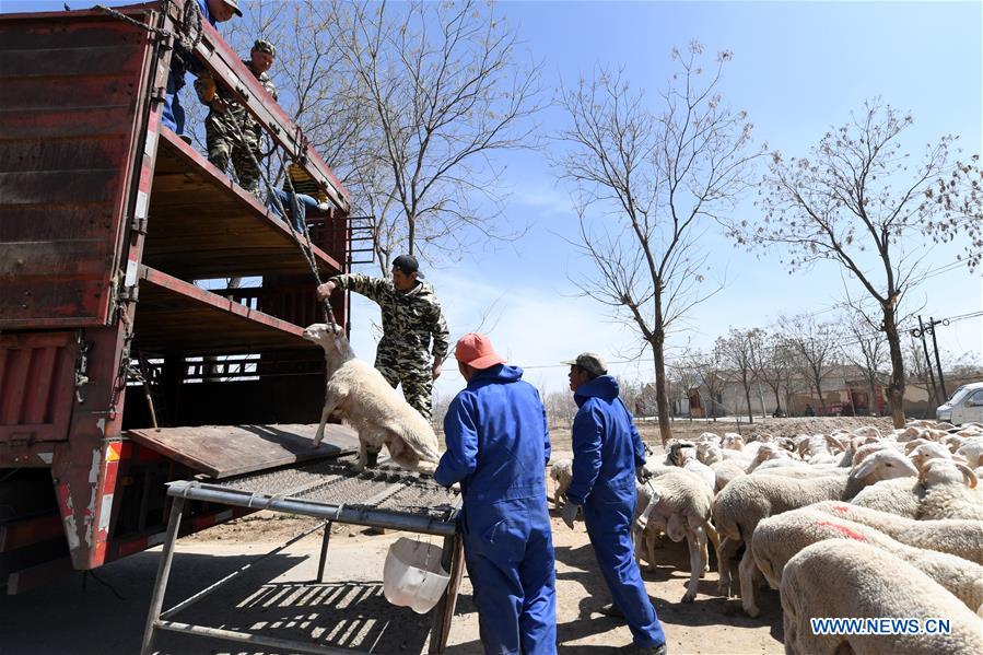 Title: The Goats Silk Dynasty of Hebei Qinghe County