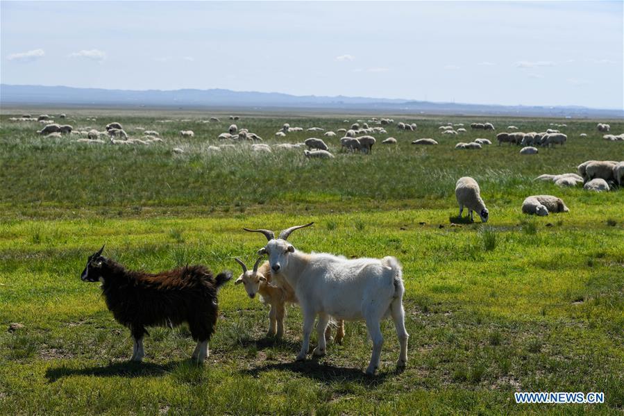 Title: The Goats Silk Dynasty of Hebei Qinghe County