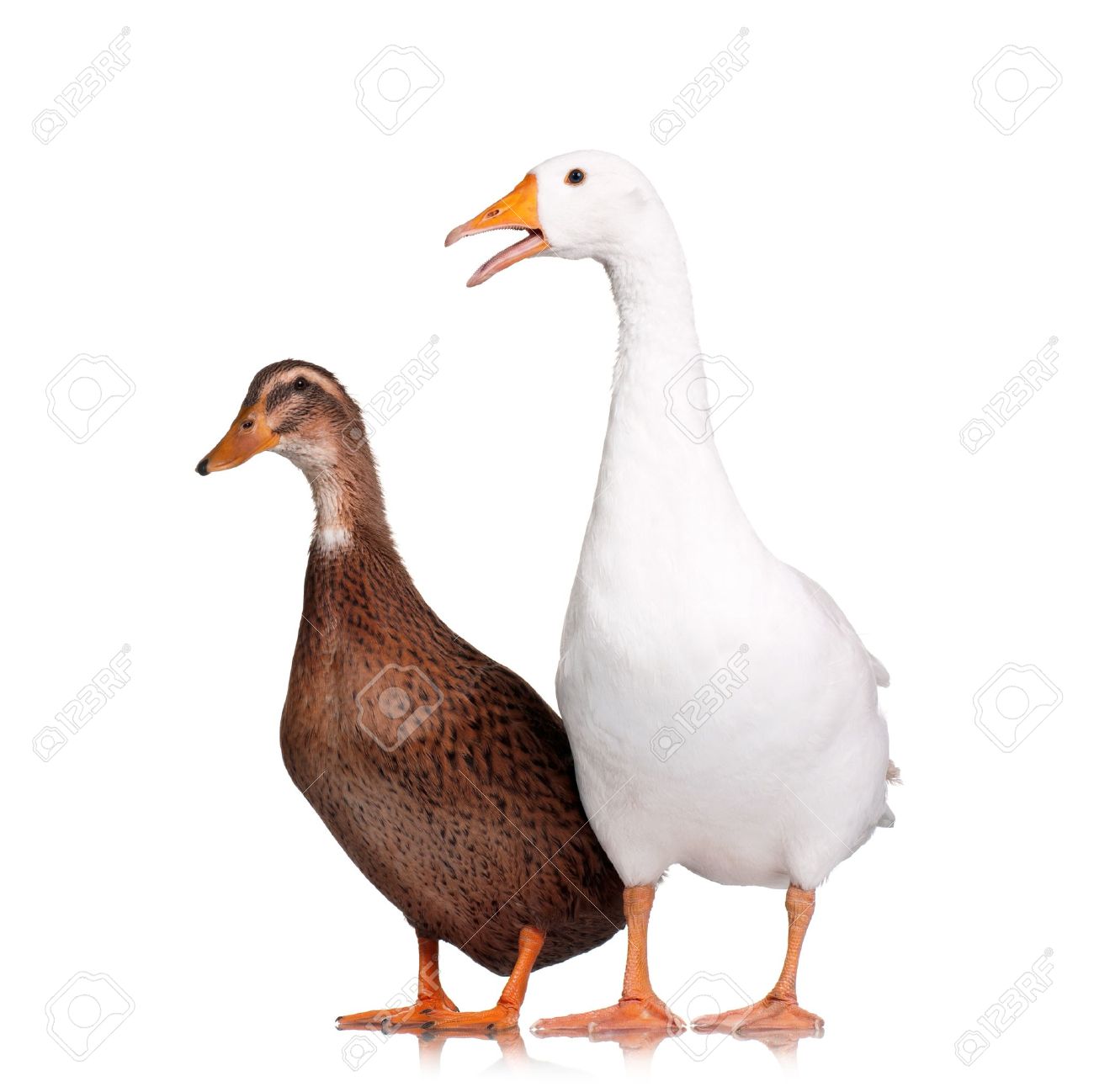 Title: The Superiority of White Goose Down to White Duck Down