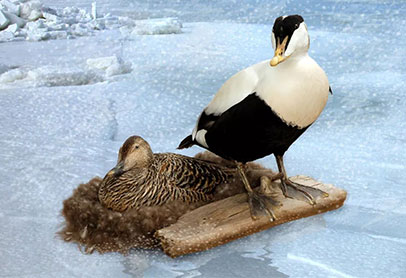 Title: The Superiority of White Goose Down to White Duck Down
