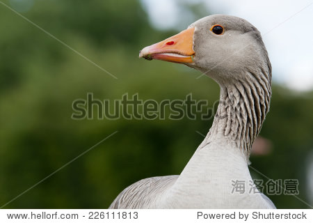 Title: The Comparison of Grey Goose and White Duck Down: Which One is Better?