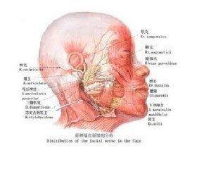 Title: The Image of Facial Dermis Damage