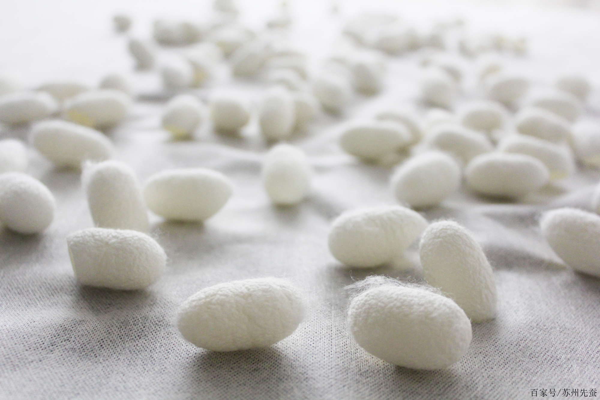 The Silk-making Process: From蚕卵 to Finished Product