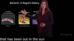 The Origin of Silk
